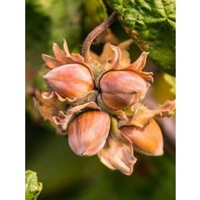 Taber Fındık Fidanı Giresun Yağlısı, +3 Yaş, +120 Cm, Torbada