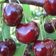 Taber 3 Yaş Aşılı Kiraz Fidanı SWEETHEART, Torbada