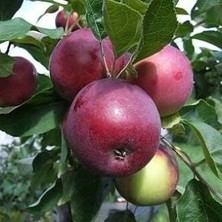 Taber 5 Yaş, Aşılı Elma Fidanı Jersey Mac-Yaz Elması, Torbada, +120 cm