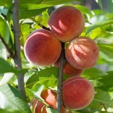 Taber 3 Yaş Aşılı Şeftali Dıxıred Fidanı, Torbada