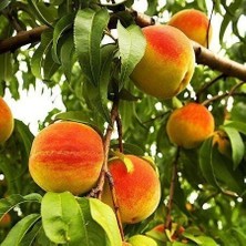 Taber 3 Yaş Aşılı Şeftali Fidanı Early Red, Torbada