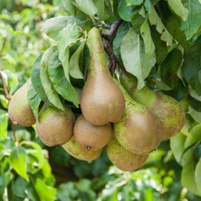 Taber Tüplü, Aşılı, Erkenci Conference Armut Fidanı