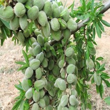 Taber Tüplü, Aşılı Marta Erkenci Badem Fidanı (Meyve Verir Yaşta)