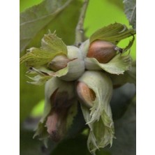 Taber Fındık Fidanı Çakıldak, +3 Yaş, +120 Cm, Torbada