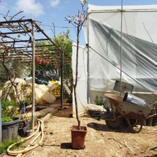 Taber 7 Yaş Zaza Kayısı Fidanı (Meyve Verir Durumda)