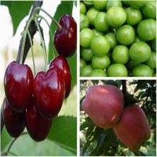 Taber Meyve Fidanı Paketi (Erik/kiraz/elma)