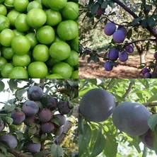 Taber 4 Çeşit Erik Fidanı Paketi