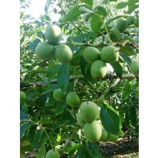 Taber Amerikan Cevizi 8 Adet Chandler Paket Fidanı