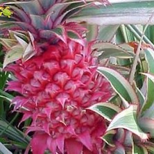 Taber Saksıda Ananas Meyvesi Fidanı (Red Spanish Cinsi)