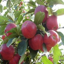 Taber 5 Farklı Çeşit +1 Elma Fidanı (5 Adet +1 Hediye)