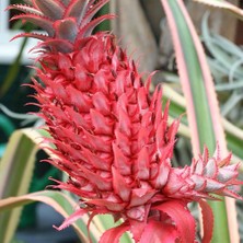Taber Saksıda Pembe Ananas Meyvesi Fidanı (Çok Özel)