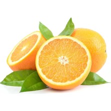 Taber 3 Yaş Tüplü Washington Portakal Fidanı