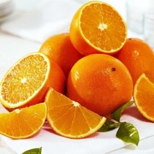 Taber Meyve Verir Durumda Valencia Portakal Fidanı (Tüplü)