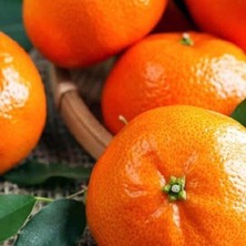 Taber Çekirdeksiz Tüplü Bodrum Mandalinası Fidanı
