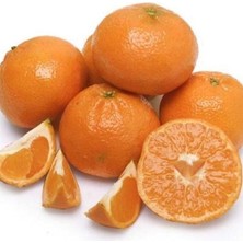 Taber Çok Dallı Bodur W. Murcott Mandalina Fidanı (3 Yaş)