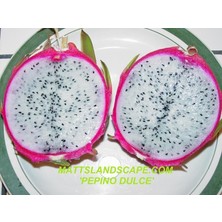 Taber Pepino Dulce (Özel Tür) Ejder Meyvesi Pitaya Fidanı