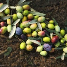 Taber Kırmalık ve Yağlık Ayvalık Edremit Zeytin Fidanı