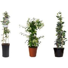 Taber Begonvil - Arap Yasemini -Passiflora Fidan Paketi