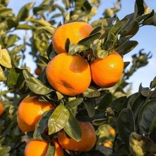 Taber 3 Yaş Satsuma Rize Mandalinası (Soğuklara Dayanıklı , Tüplü)