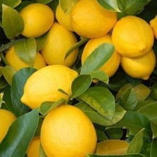 Taber Tüplü Yediveren İri Meyveli Euroka Limon Fidanı