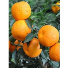 Taber 5 Yaş Aşılı Minyatür Çin Turuncu Fidanı +100 cm