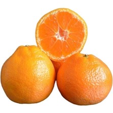 Taber Çekirdeksiz Tüplü Yarı Bodur Bodrum Mandalinası