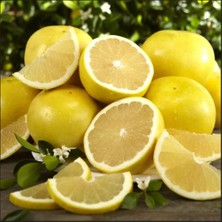 Taber Tüplü Sarı Mars Greyfurt Fidanı Tüplü ve Aşılı