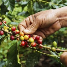 Taber Sınırlı Üretim Bourbon Kahve Fidanı (Büyük Boy Tüplü)
