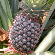 Taber Saksıda Ananas Meyvesi Fidanı (Abacaxi Cinsi)
