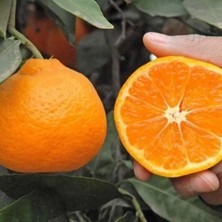 Taber Çekirdeksiz Kokulu Tüplü Okitsu Mandalinası (3 Yaş)