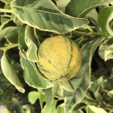 Taber Ender Bulunan Tüplü Beyaz Yapraklı Özel Süs Limonu Fidanı