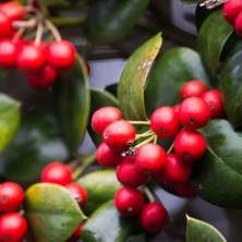 Taber Sınırlı Üretim Maragogype Kahve Fidanı (Büyük Boy, Tüplü)