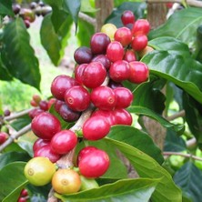Taber Sınırlı Sayıda Arabica Kahve Fidanı (Küçük Boy, Tüplü)