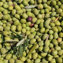 Taber Tüplü Yağlık ve Salamuralık Edremit Besni Zeytini Fidanı