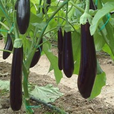 Taber 5'li Paket Hibrit Uzun NT-1683 F1  Tüplü Patlıcan Fidesi