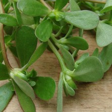 Taber Semiz Otu Tohumu 10 gr Paket