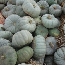 Taber Balkabağı (Reçellik) Tohumu 10 gr Paket