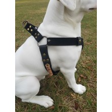 Balkonda Kişiye Özel Köpek Göğüs Tasması Ayarlanabilir Orta & Büyük Irk Süet Deri Mat Siyah
