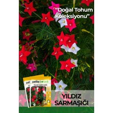 Patika Botanik 5 Adet Yıldız Sarmaşığı Çiçek Tohumu