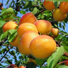 Fidan Sepetim 6 Yaş Şekerpare Kayısı Fidanı