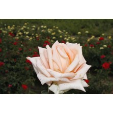 Taber Tüplü Aşılı Yediveren Krem Grengi Tuist Gül Fidanı