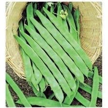 Taber Ece Alman Ayşe (Sırık-Geniş) Fasulye Tohumu (20 Tohum)