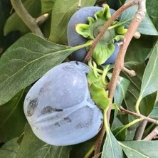 Taber Özel Tür Tüplü ve Aşılı Black (Siyah) Trabzon Hurma Fidanı (Diospyros Kaki L.)