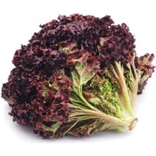 Taber Mor Marul Tohumu 1 Paket (50 Adet)