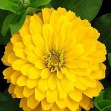 Taber Zinnia Kirli Hanım Çiçeği  Çiçek Tohumu  1 PAKET (30 Adet)