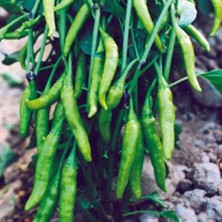 Taber Aşağı Bakan Cin Biber Tohumu 5 gr Paket