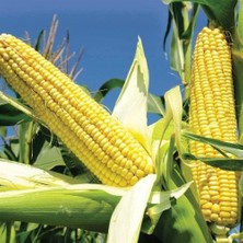 Taber Süt (Şekerli) Mısır Tohumu 25 gr Paket