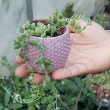 Taber Beton Saksı Hediyeli Tespih Çiçeği Boncuk Sukkulent