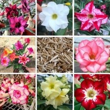 Taber 10 Adet 5.5 Luk Saksıda Adenium Çöl Gülü Çiçeği Fidanı Pakedi (Mix Karışık)