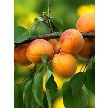 Taber Tüplü Aşılı Zaza Cinsi Kayısı Fidanı +80CM